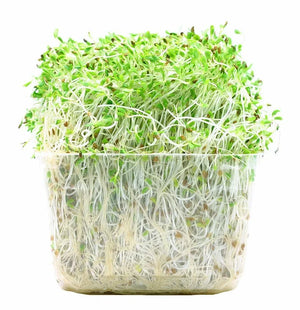 Alfalfa Sprouts 125g