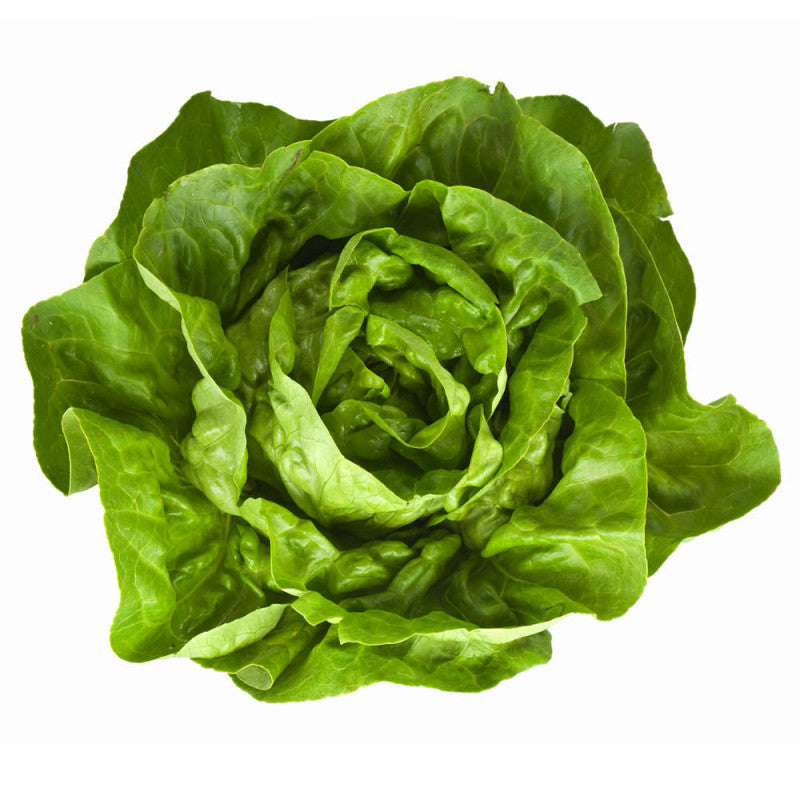 Boston Lettuce