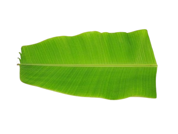 Banana Leaf