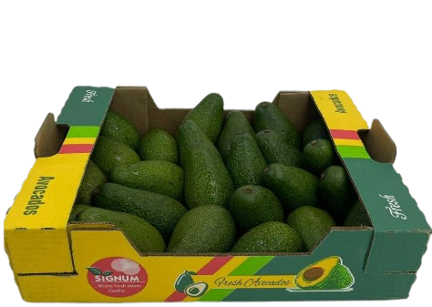 Avocado Fuerte (Ripen at Home)