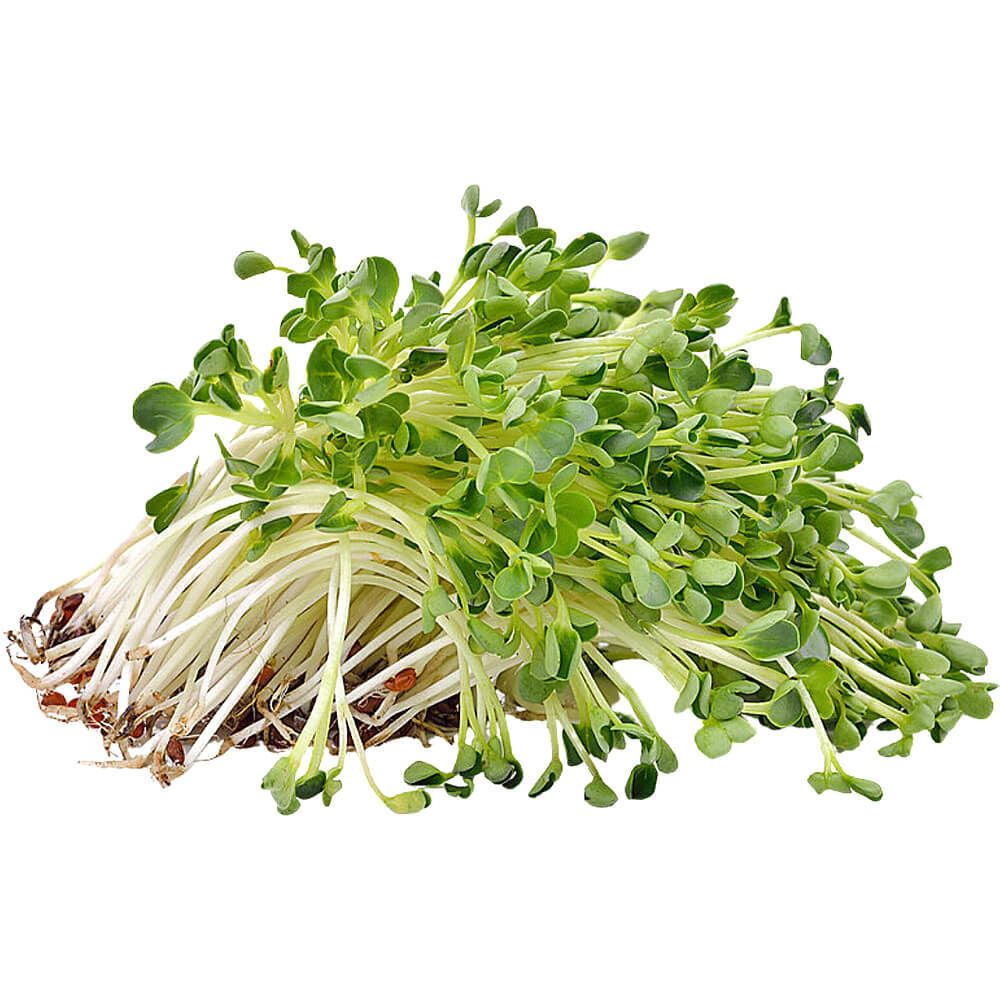 Alfalfa Sprout 125g