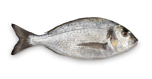 Seabream Mediterranean  Whole  Piece