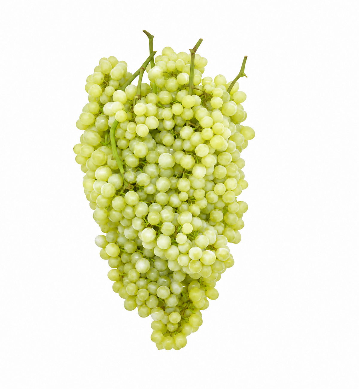 Baby Grapes White Seedless