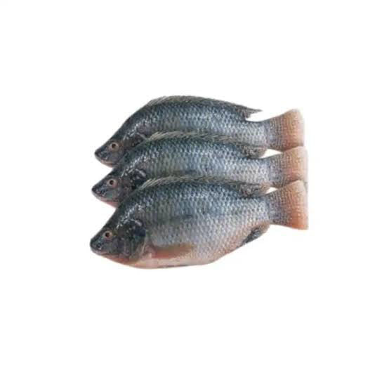 Frozen Tilapia Whole 400-600g