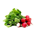 Lebanese Red Radish 500g — فجل الأحمر | Air-Flown