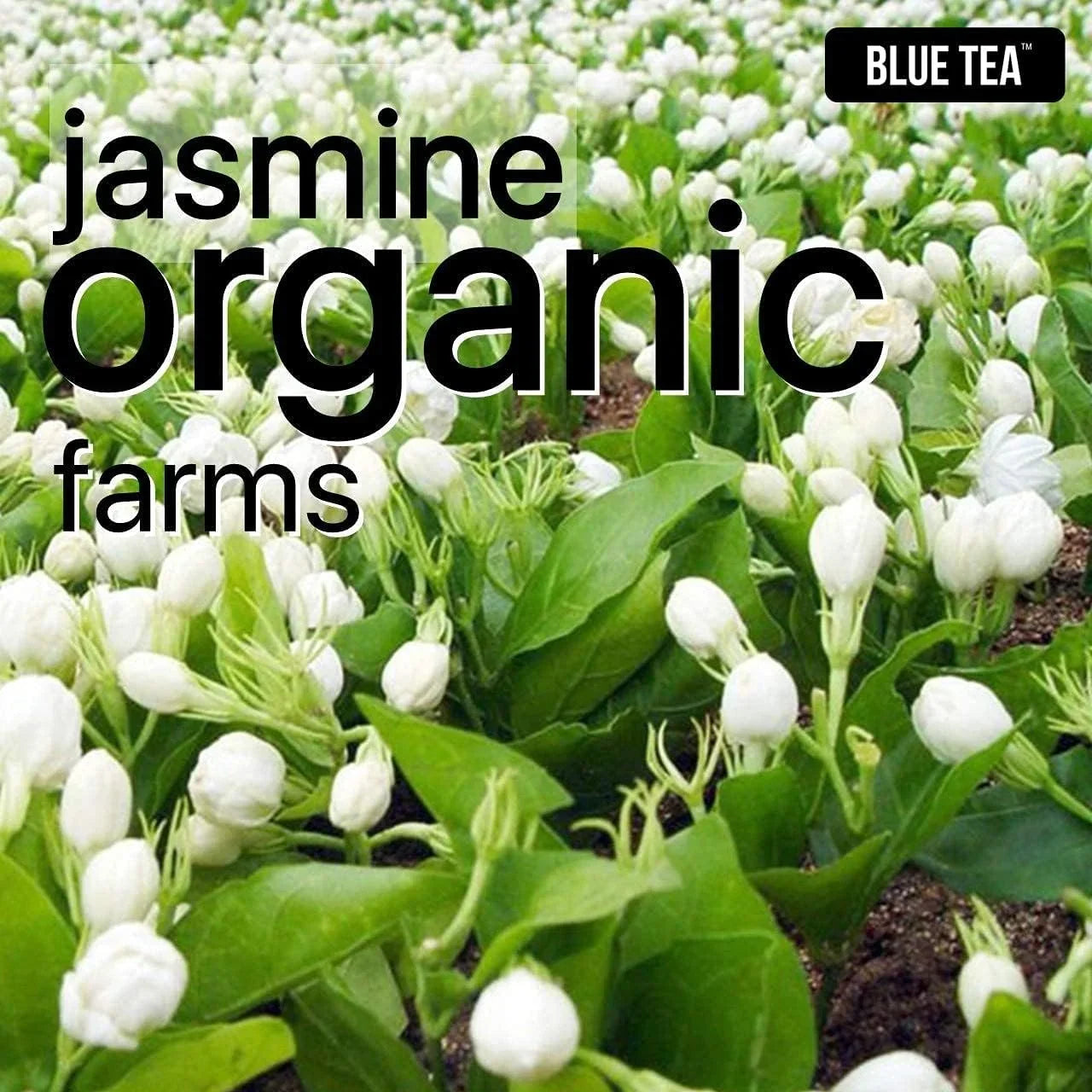 Blue Tea Jasmin Herbal Tea 30g