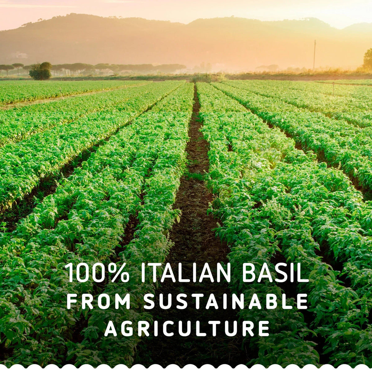 Barilla Pesto Genovese Pasta Sauce with Fresh Italian Basil - 500gm