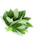 Lebanese Molokhia Leaves 1kg — ملوخية | Air-Flown