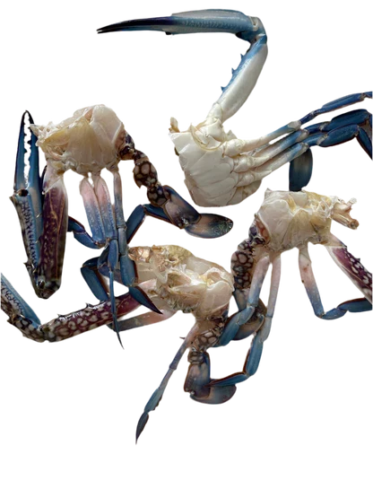 Blu Crab Cut & Clean Large Size 1Kg