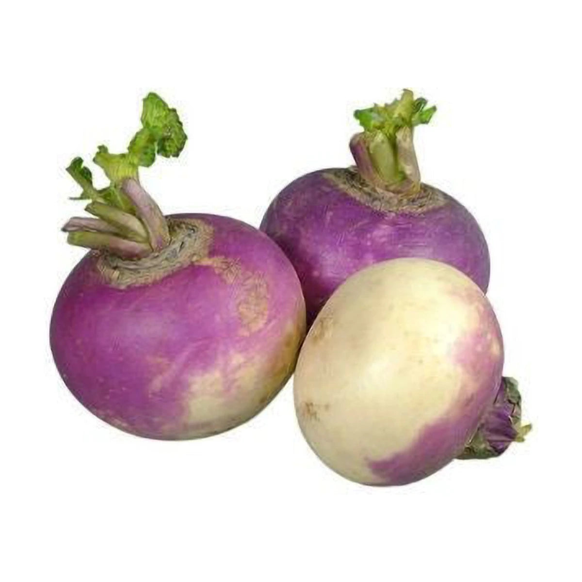 Turnip | Welaza