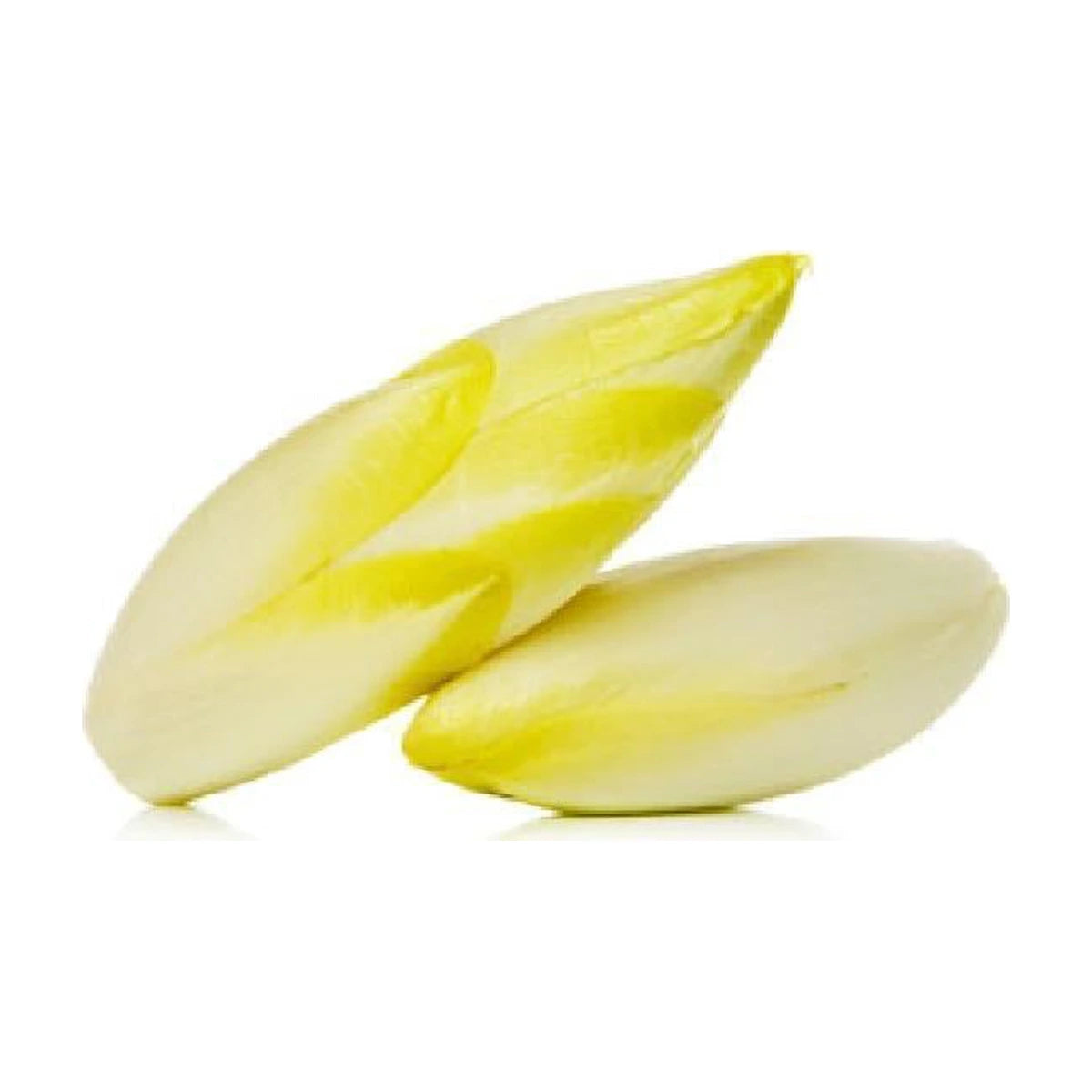 White Chicory | Welaza