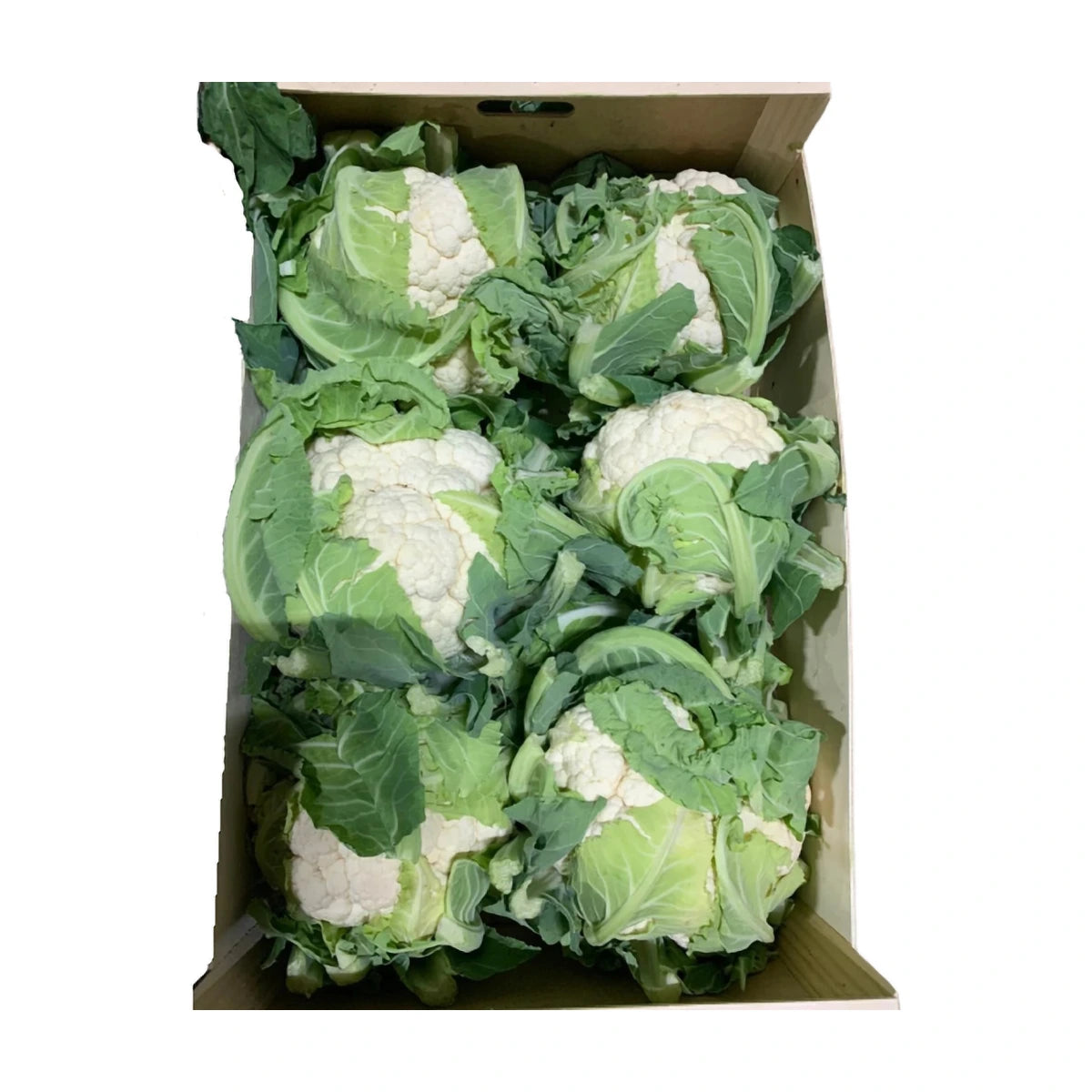 Cauliflower Box | Welaza