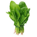 Lebanese Spinach (Bunch) 500g — سبانخ | Air-Flown