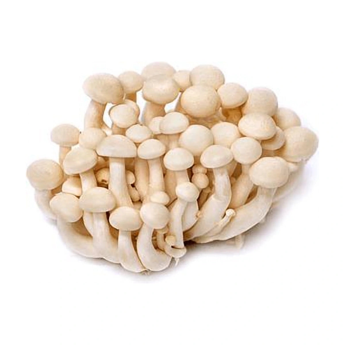 White Shimeji Mushroom 150g | Welaza
