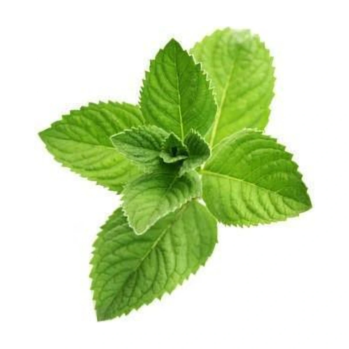 Mint Leaves 100g | Welaza