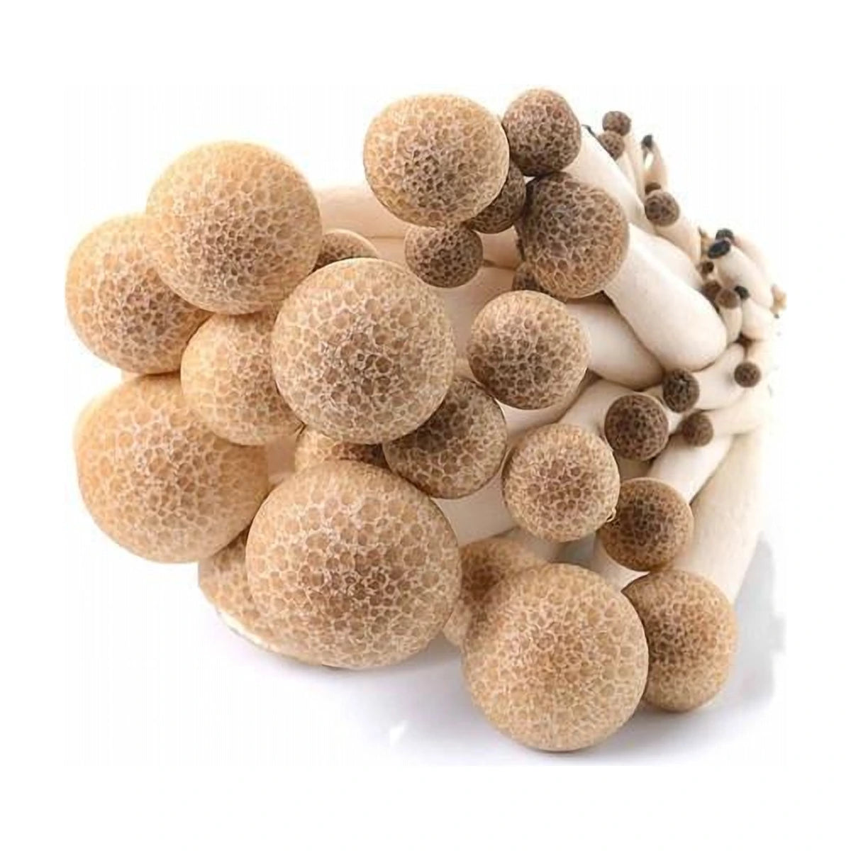 Brown Shimeji Mushroom 150g | Welaza