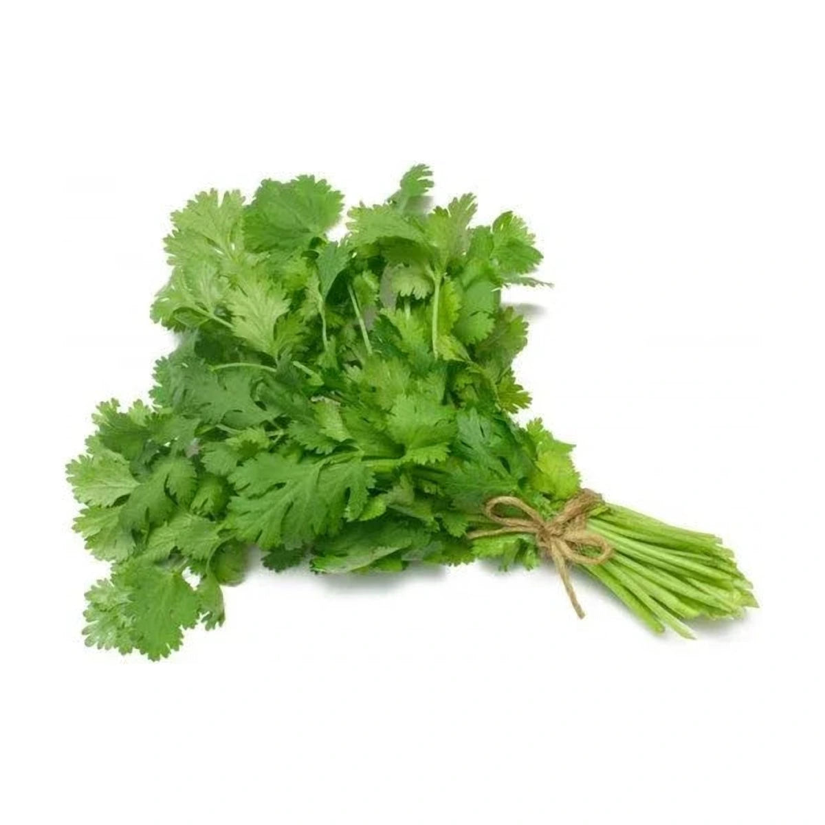 Coriander 100g | Welaza