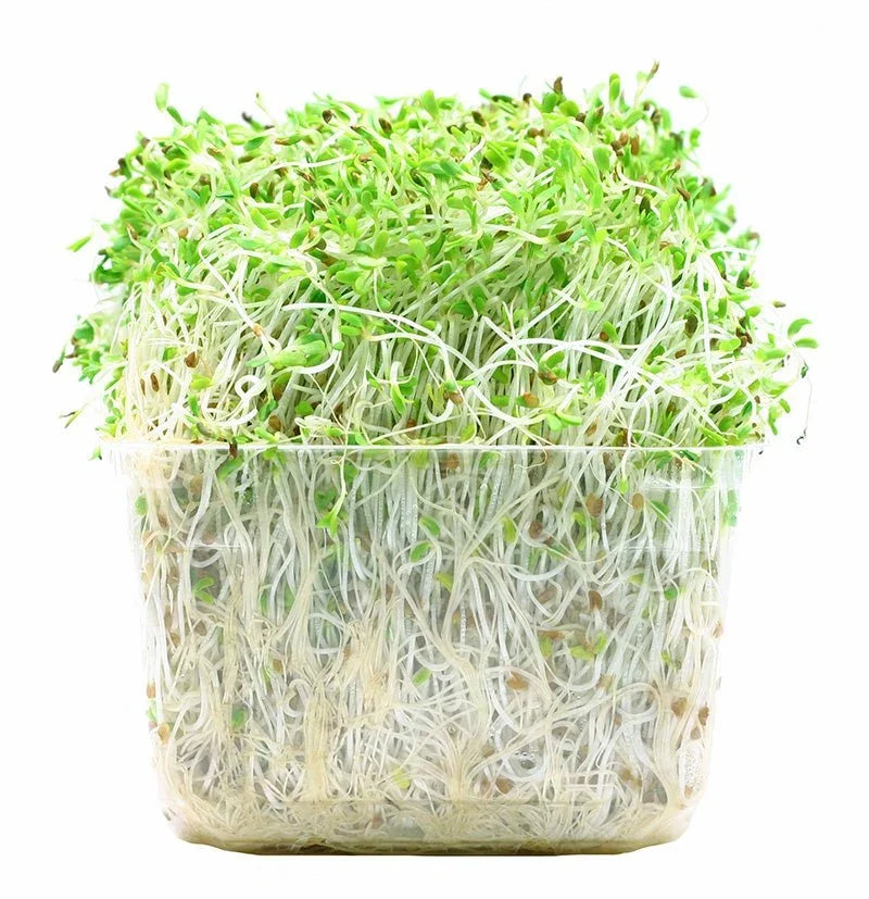 Alfalfa Sprouts 125g