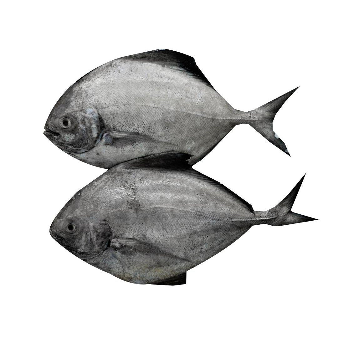 Black Pomfret / Zubaidy Al Aswad / Karutha Avoli - Whole Cleaned