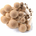 Brown Shimeji Mushroom 150g