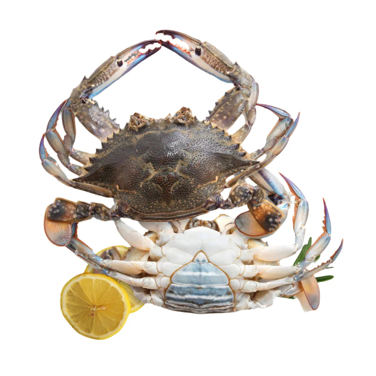 Sea Crab Cut & Clean Female Medium Size