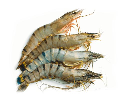 Flower Tiger Shrimp - Whole (Not Cleaned, Not Peeled) 500g