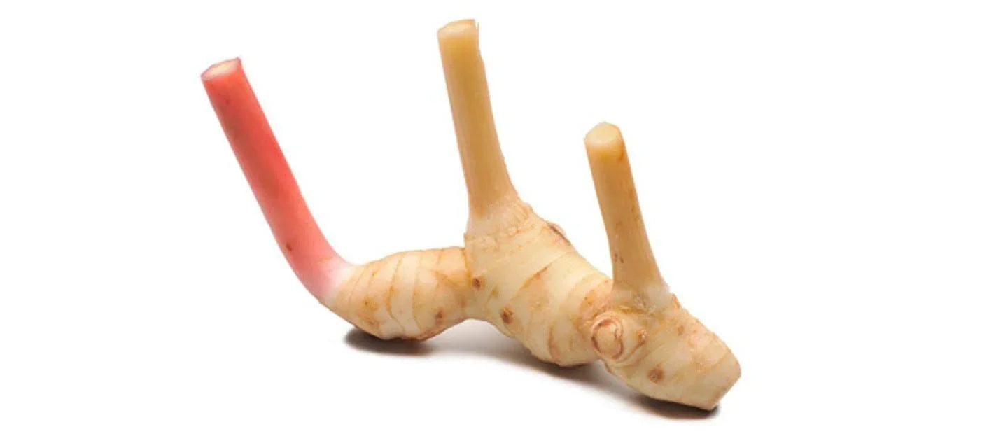 Fresh Galanga Root