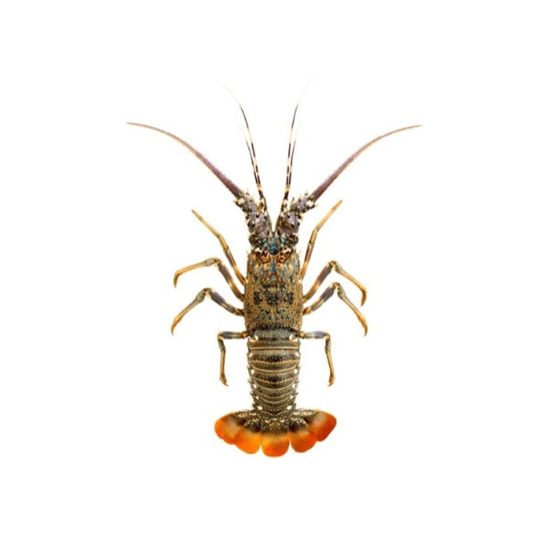 Lobster Scampi / Attukonchu / Jinga / Golda Chingdi whole cleaned 500g