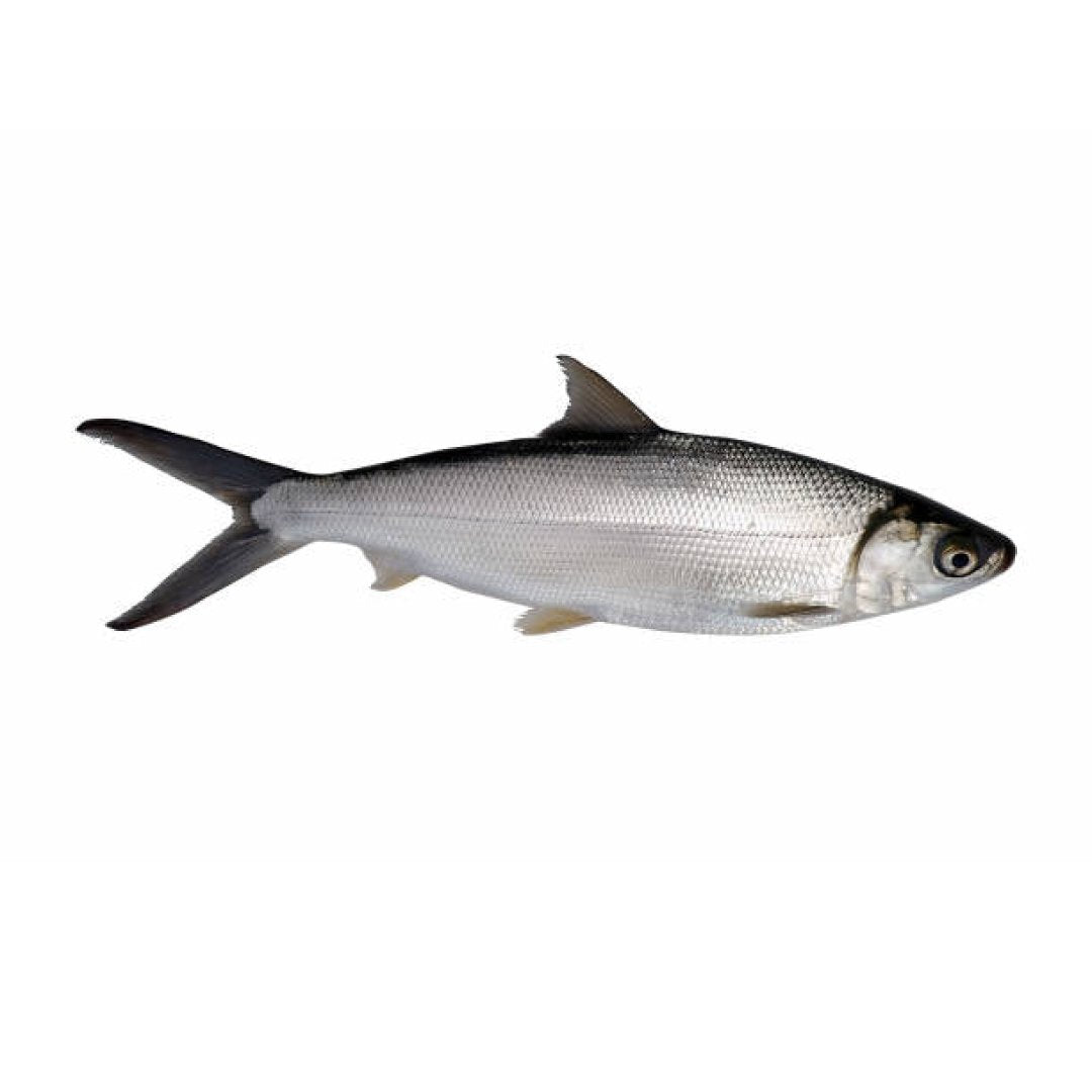Marine Milk Fish / Poomeen (Small) - Whole Cleaned 1Kg