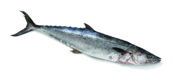 Seer Fish / Kingfish / Neymeen / Kanaad whole cleaned 2Kg