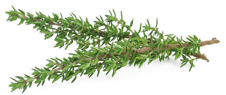 Thyme