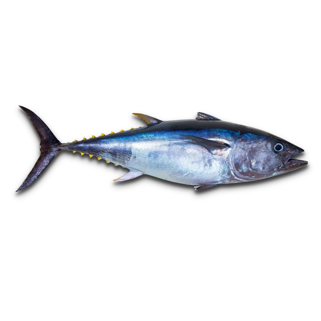 Yellow Fin Tuna / Kera - Whole cleaned 2.5kg